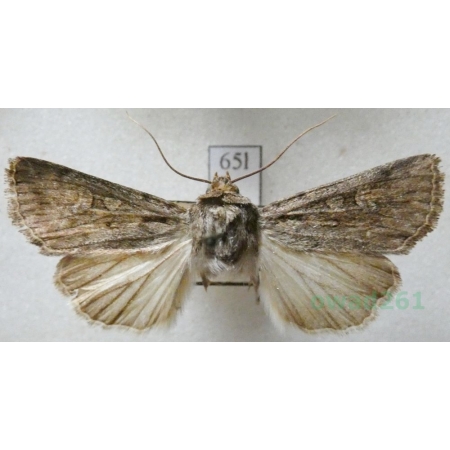 Dichagyris forcipula (Denis & Schiffermüller, 1775) Czech65l